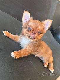 Maschietto chihuahua