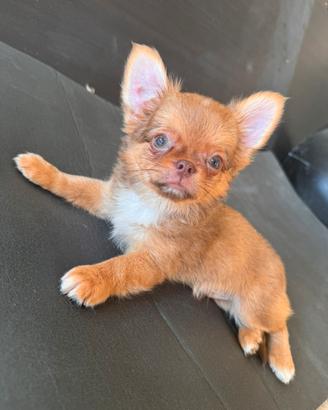 Maschietto chihuahua