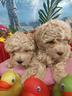 albicocca-intenso-maltipoo-cuccioli-taglia-piccola