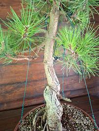 Bonsai di Pino Nero. Visita il profilo