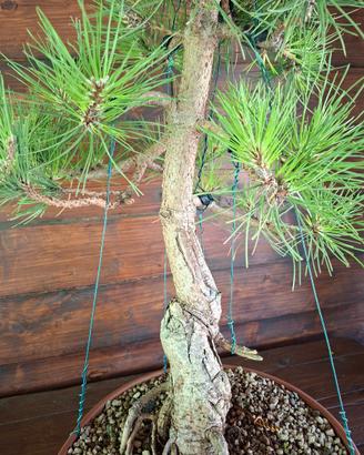 Bonsai di Pino Nero. Visita il profilo