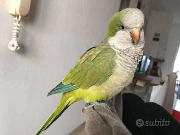 Pappagallo parlante