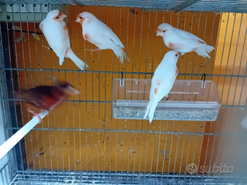 Canarini mosaici a fattore rosso