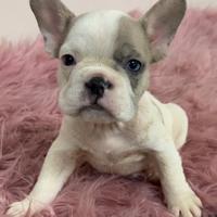Buldogg francese