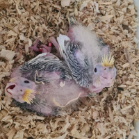 Calopsite allevati a mano