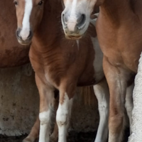 Super pony