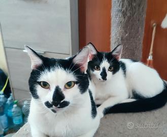 Gatto incrocio europeo British