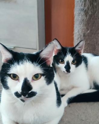 Gatto incrocio europeo British