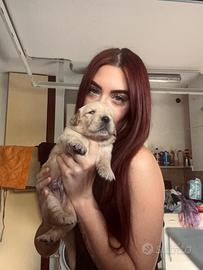 Cuccioli di Golden Retriever con pedigree