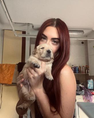 Cuccioli di Golden Retriever con pedigree