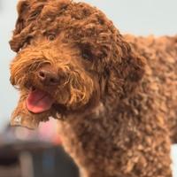 Cucciolone di Lagotto Romagnolo Maschio