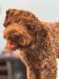Cucciolone di Lagotto Romagnolo Maschio
