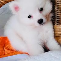 Volpino di Pomerania nano