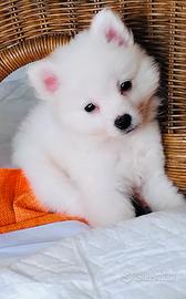 Volpino di Pomerania nano