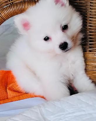 Volpino di Pomerania nano