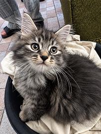 Gatti Siberiani