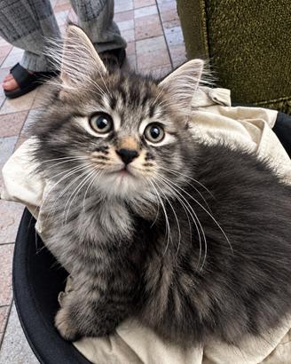 Gatti Siberiani