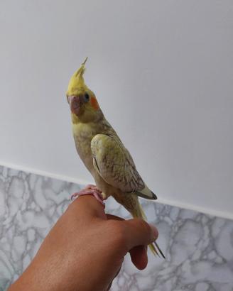 Calopsite allevato a mano