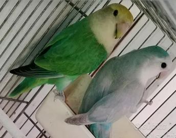 Coppia adulta inseparabili