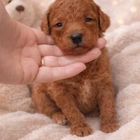 Barboncino maschio red