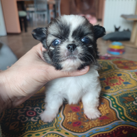 Chihuahua pelo lungo