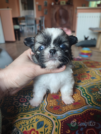 Chihuahua pelo lungo