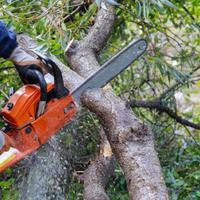 Taglia albero piante giardino campo srdadicare 