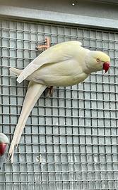 Parrocchetti dal collare