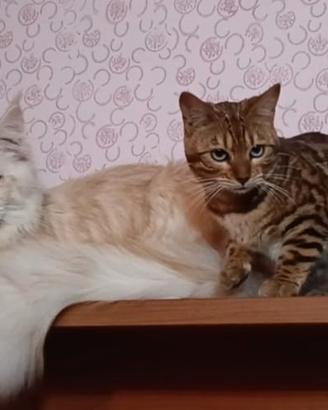 Gattine Bengala