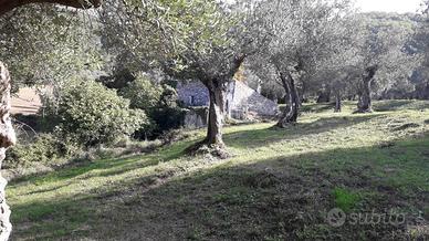 4 ettari di terreno piante secolari olivo immob