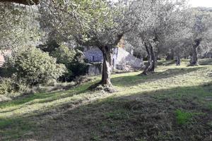 4 ettari di terreno piante secolari olivo immob