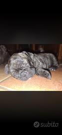 Bulldog francese