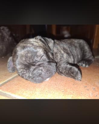 Bulldog francese
