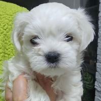 Cuccioli di maltese