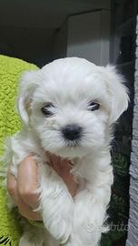 Cuccioli di maltese