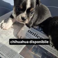 Cucciolo chihuahua