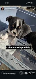 Cucciolo chihuahua