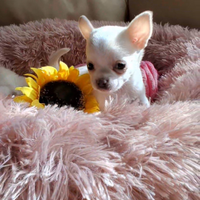 Ceduta Chihuahua mini puri e sani FOTO REALI