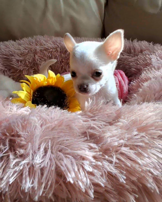 Ceduta Chihuahua mini puri e sani FOTO REALI