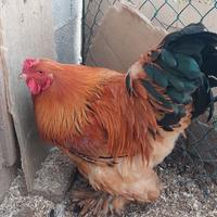 Gallo brahma