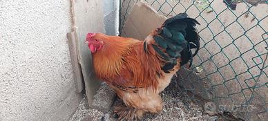 Gallo brahma