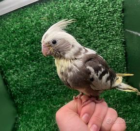 Calopsite allevata a mano - dolcissima ?