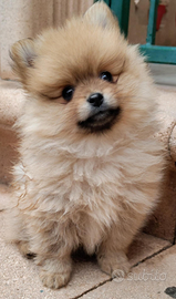 Femminuccia di Spitz tedesco