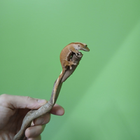 Correlophus ciliatus / geco crestato