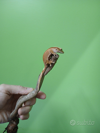 Correlophus ciliatus / geco crestato