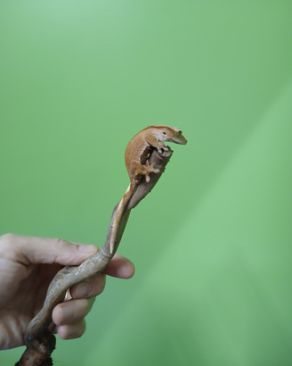 Correlophus ciliatus / geco crestato