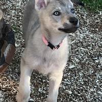 3 femminucce di cane lupo cecoslovacco