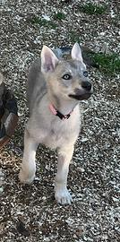 3 femminucce di cane lupo cecoslovacco