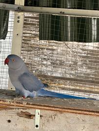 Parrocchetto dal collare