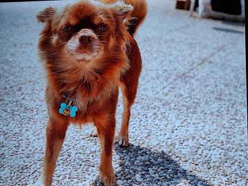 Disponibile chihuahua per monta